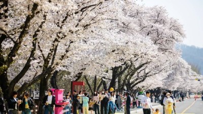 [축제-안동] 안동벚꽃축제 (2024.04.07. (일)까지 연장됨)