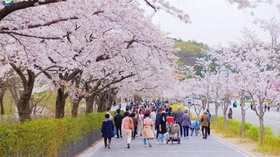 [축제-서울] 기다렸던 벚꽃 팡팡! 서울대공원·어린이대공원 가자